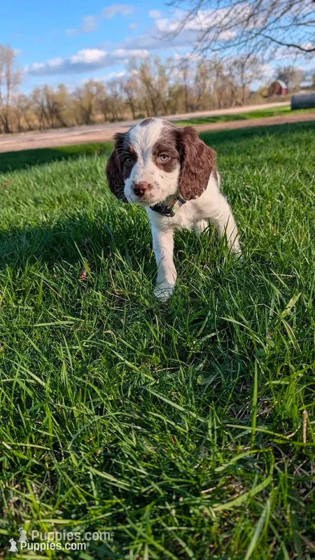 Truffle -Silver – English Springer Spaniel puppy for sale in Randolph, WI