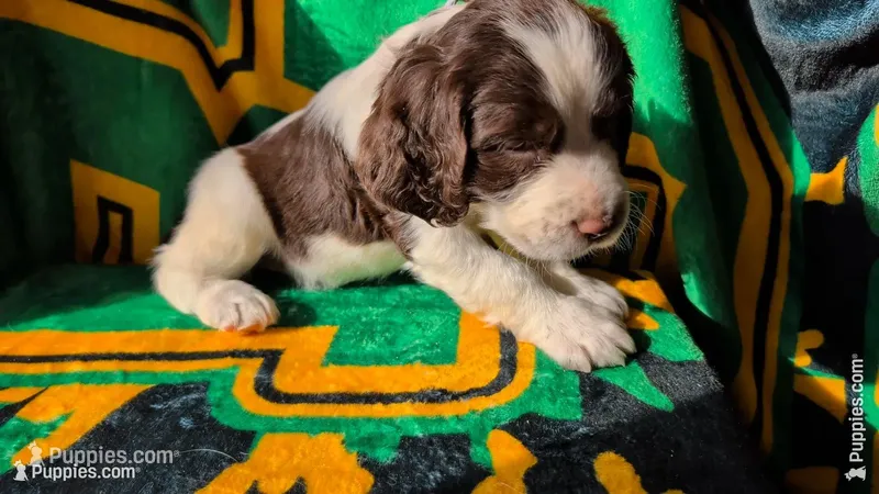Truffle -Silver – English Springer Spaniel puppy for sale in Randolph, WI
