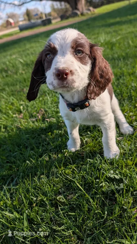 Truffle -Silver – English Springer Spaniel puppy for sale in Randolph, WI