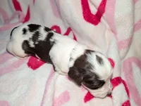 Truffle -Silver, a female English Springer Spaniel for sale in Randolph, WI – Photo 4 of 4