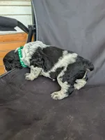 Austin Green male , a male English Springer Spaniel for sale in Randolph, WI – 4 of 5