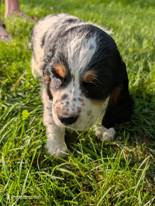 Phoenix Blue male – English Springer Spaniel puppy on hold in Randolph, WI