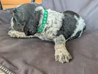 Austin Green male , a male English Springer Spaniel for sale in Randolph, WI – 3 of 5