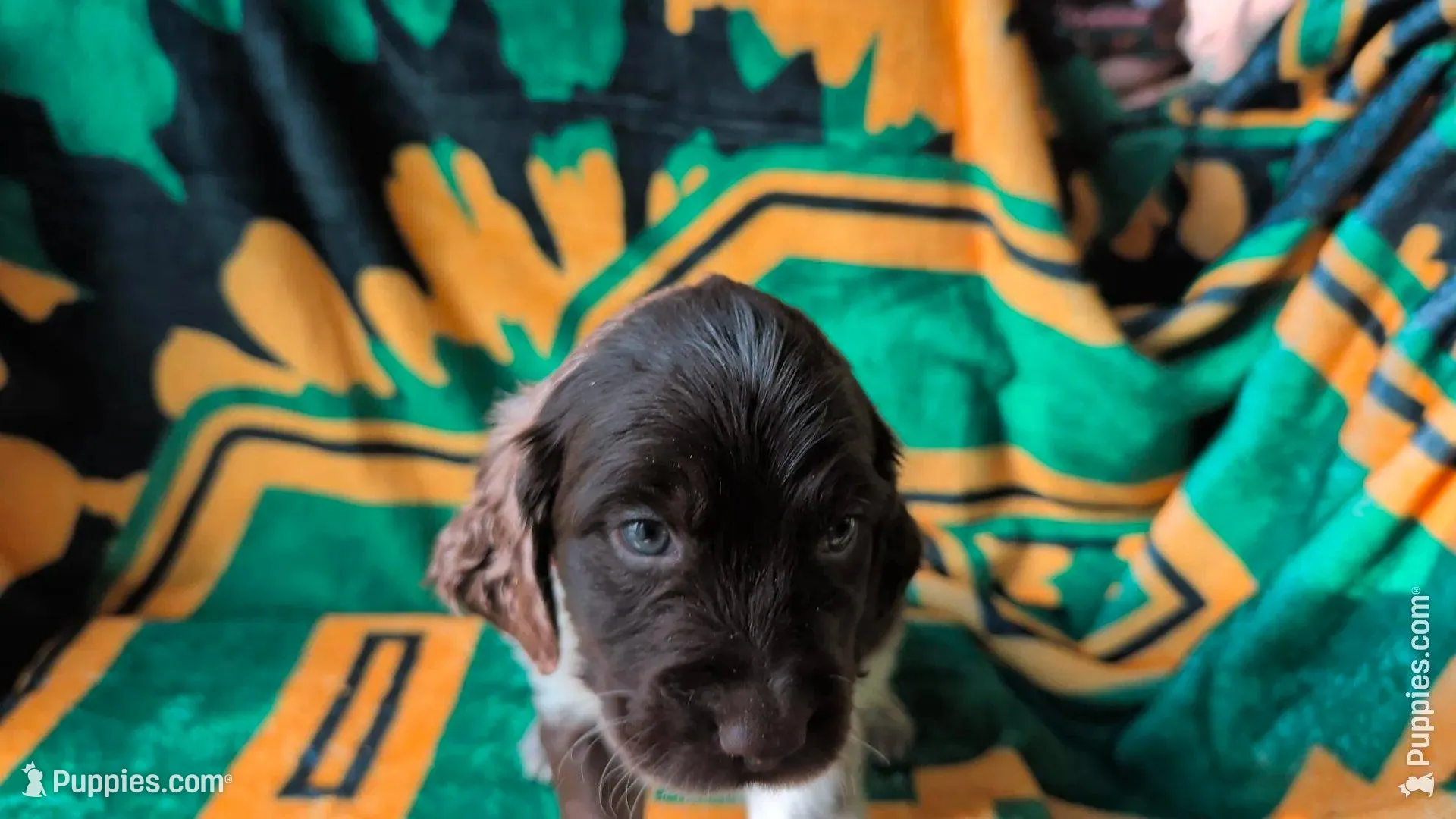Chip Red – English Springer Spaniel puppy on hold in Randolph, WI