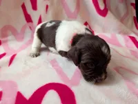 Chip Red, a male English Springer Spaniel for sale in Randolph, WI – Photo 2 of 3