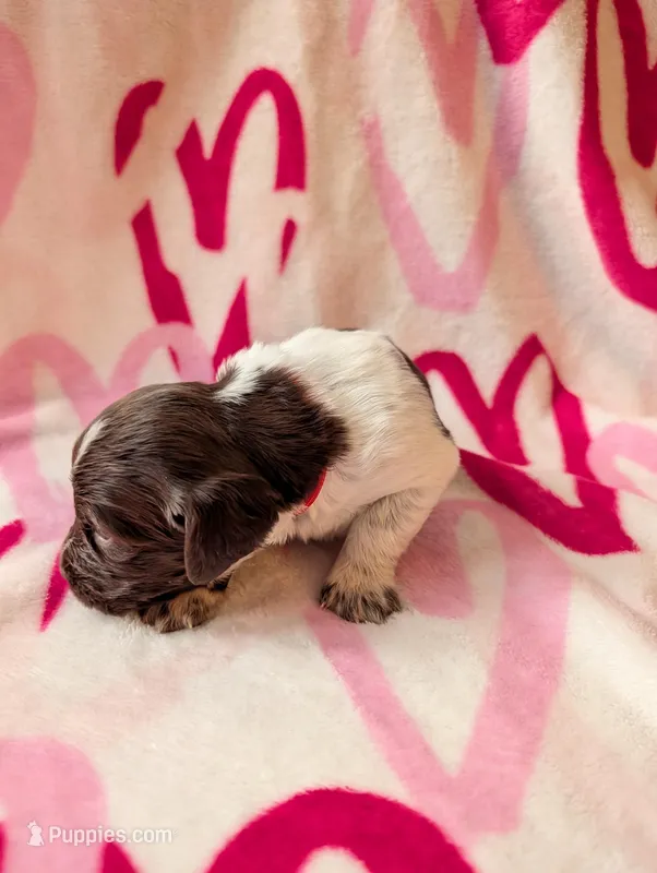 Chip Red – English Springer Spaniel puppy for sale in Randolph, WI
