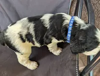 Phoenix Blue male, a male English Springer Spaniel for sale in Randolph, WI – 2 of 4