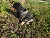 Dover black male, a male English Springer Spaniel for sale in Randolph, WI – 5 of 10
