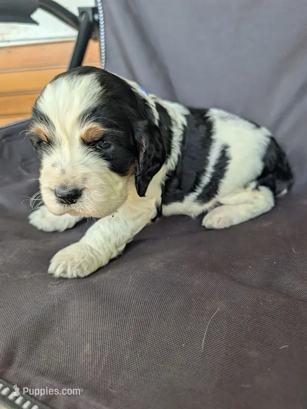 Phoenix Blue male – English Springer Spaniel puppy for sale in Randolph, WI