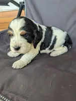 Phoenix Blue male, a male English Springer Spaniel for sale in Randolph, WI – 1 of 4