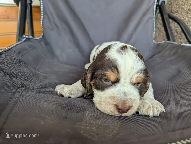 Denver Red male – English Springer Spaniel puppy for sale in Randolph, WI
