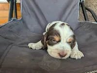 Denver Red male, a male English Springer Spaniel for sale in Randolph, WI – 1 of 4