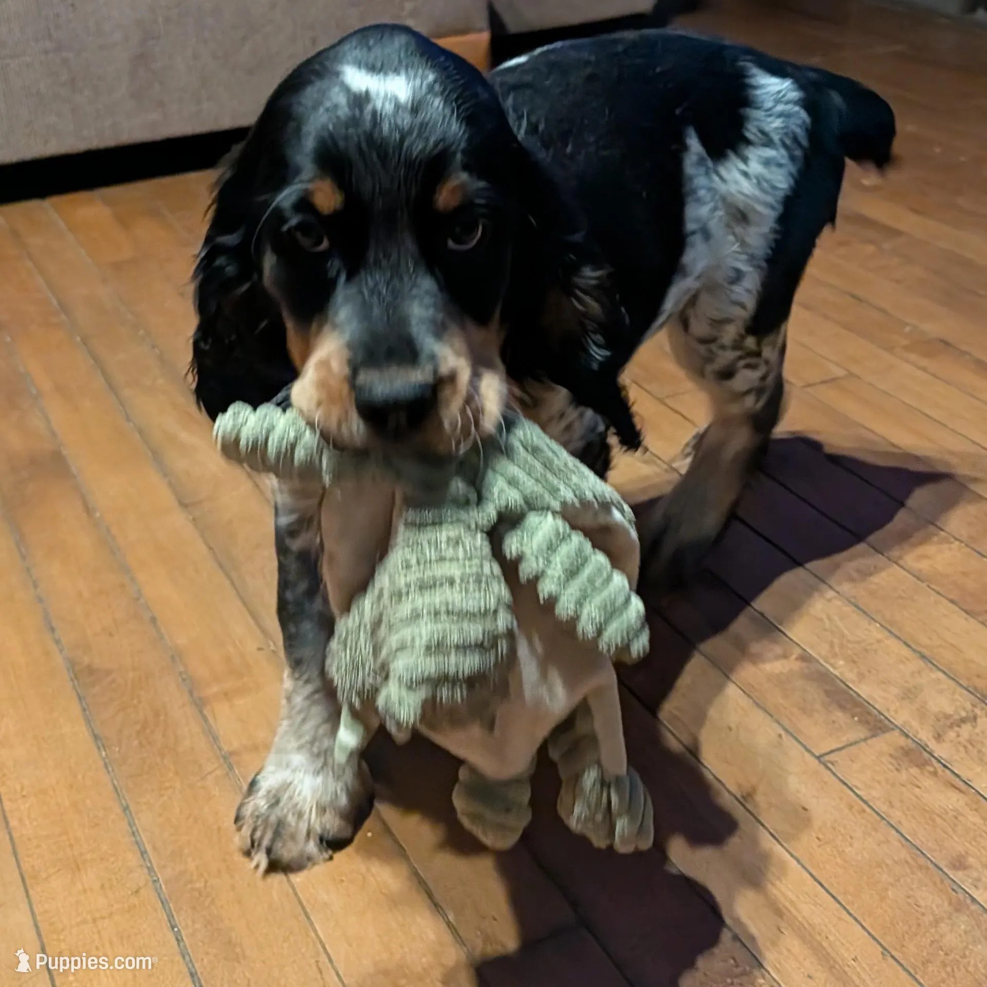 Ronan-Yellow – English Springer Spaniel puppy for sale in Randolph, WI