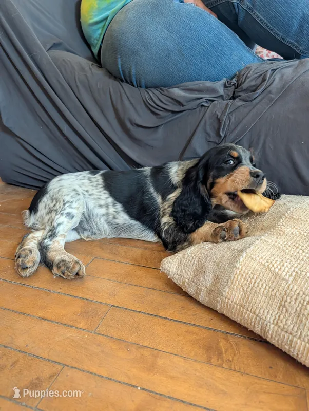 Ronan-Yellow – English Springer Spaniel puppy for sale in Randolph, WI