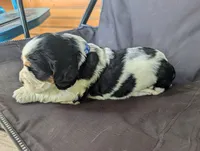 Phoenix Blue male, a male English Springer Spaniel for sale in Randolph, WI – 4 of 4