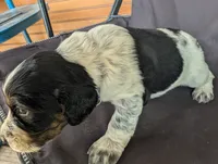 Olympia Purple female , a female English Springer Spaniel for sale in Randolph, WI – 4 of 4