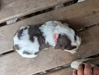 Denver Red male, a male English Springer Spaniel for sale in Randolph, WI – 2 of 4