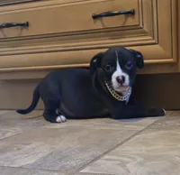 Star, a male American Bully for sale in Marlborough, CT – 2 of 3