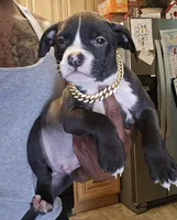 Star, a male American Bully for sale in Marlborough, CT – 3 of 3