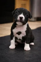 Rose, a female American Bully for sale in Marlborough, CT – 1 of 2