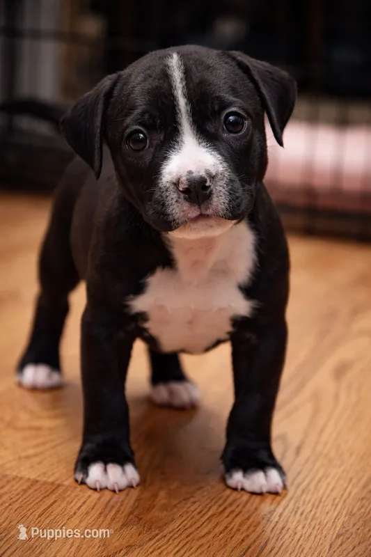 Precious  – American Bully puppy for sale in Marlborough, CT
