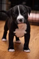 Precious , a female American Bully for sale in Marlborough, CT – 1 of 1