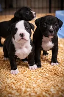 Vanna , a female American Bully for sale in Marlborough, CT – 2 of 2