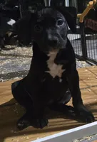 Chocolate, a female American Bully for sale in Marlborough, CT – 3 of 3