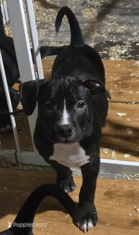 Precious – American Bully puppy for sale in Marlborough, CT