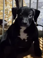 Chocolate, a female American Bully for sale in Marlborough, CT – 1 of 3
