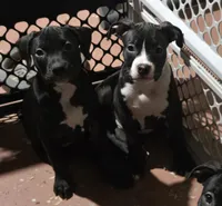 Chocolate, a female American Bully for sale in Marlborough, CT – 2 of 3