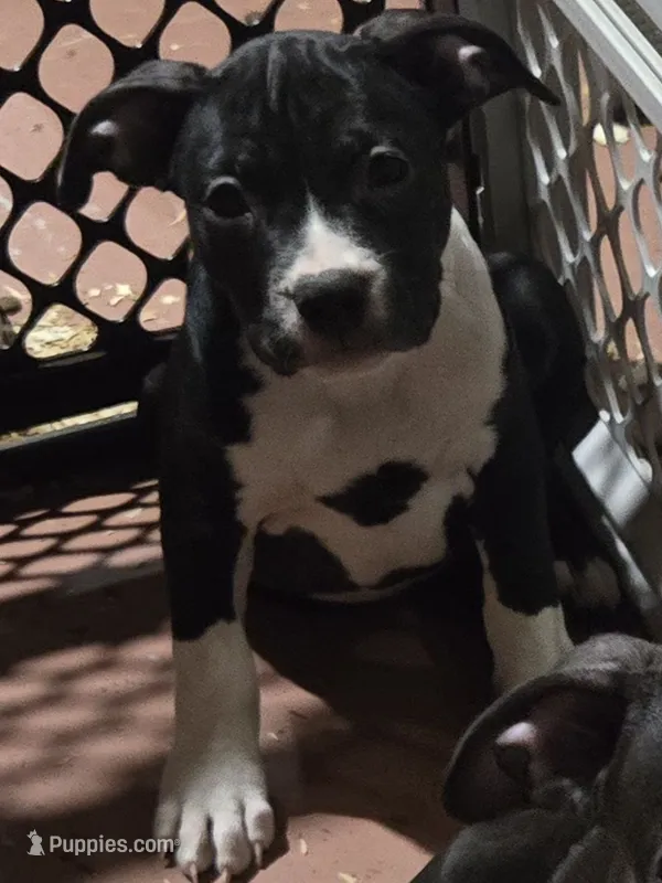 Rose – American Bully puppy for sale in Marlborough, CT