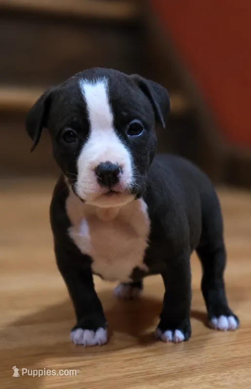 Vibrant – American Bully puppy for sale in Marlborough, CT
