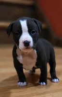 Vibrant, a female American Bully for sale in Marlborough, CT – 1 of 2
