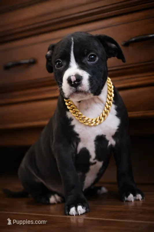 Star – American Bully puppy for sale in Marlborough, CT
