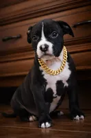 Star, a male American Bully for sale in Marlborough, CT – 1 of 3