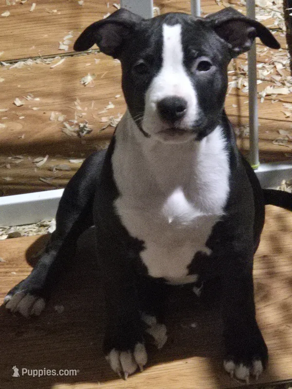 Vibrant – American Bully puppy for sale in Marlborough, CT