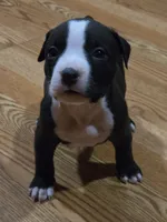 Vibrant, a female American Bully for sale in Marlborough, CT – 2 of 2