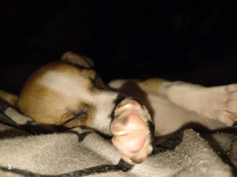 Lillith – Chihuahua puppy for sale in Bradenton, FL