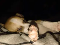 Lillith, a female Chihuahua for sale in Bradenton, FL – 1 of 2