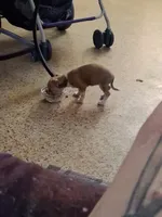 Lillith, a female Chihuahua for sale in Bradenton, FL – 2 of 2