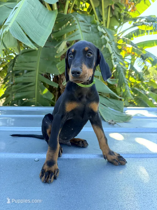 Green Collar – Doberman Pinscher puppy for sale in Orlando, FL