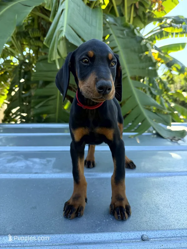 Red Collar – Doberman Pinscher puppy for sale in Orlando, FL
