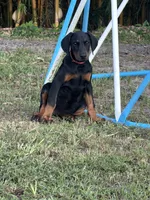 Pink Collar, a female Doberman Pinscher for sale in Orlando, FL – 3 of 3