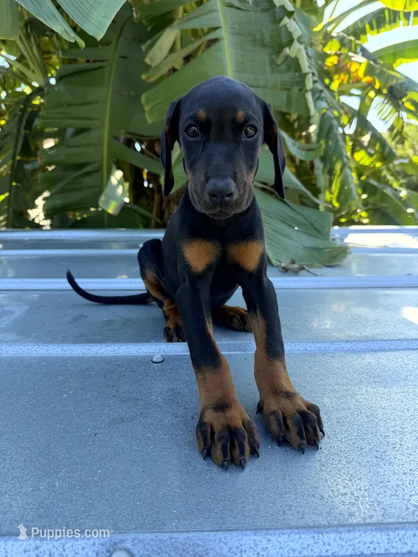 Pink Collar – Doberman Pinscher puppy for sale in Orlando, FL