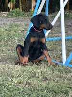 Pink Collar, a female Doberman Pinscher for sale in Orlando, FL – 2 of 3