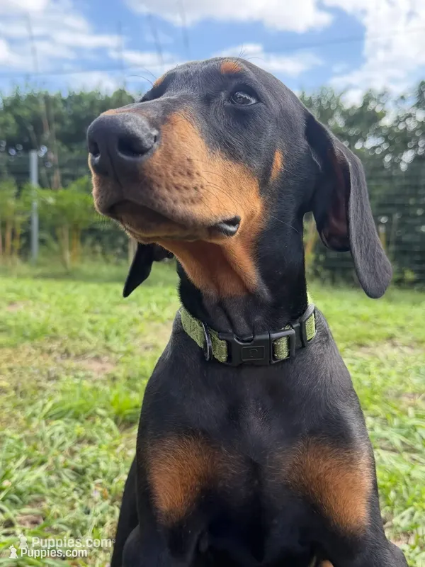 Green Collar – Doberman Pinscher puppy for sale in Orlando, FL