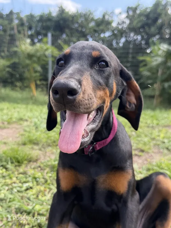 Pink Collar – Doberman Pinscher puppy for sale in Orlando, FL