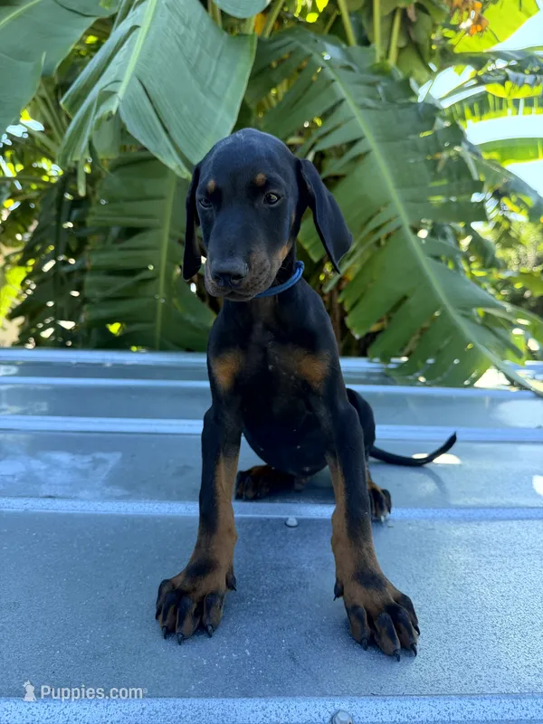Blue Collar – Doberman Pinscher puppy for sale in Orlando, FL