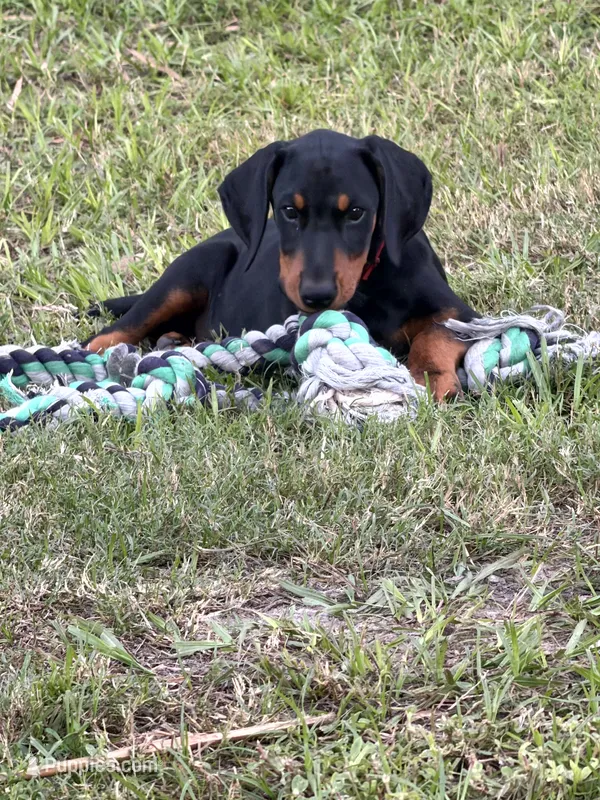 Red Collar – Doberman Pinscher puppy for sale in Orlando, FL